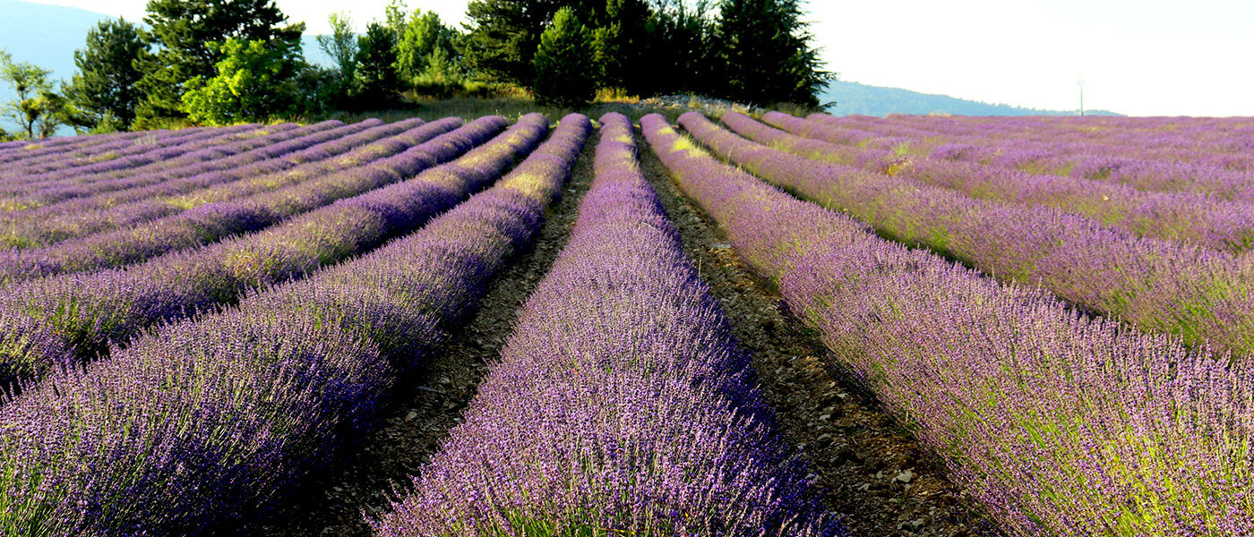 Bienvenue à la fête de la lavande