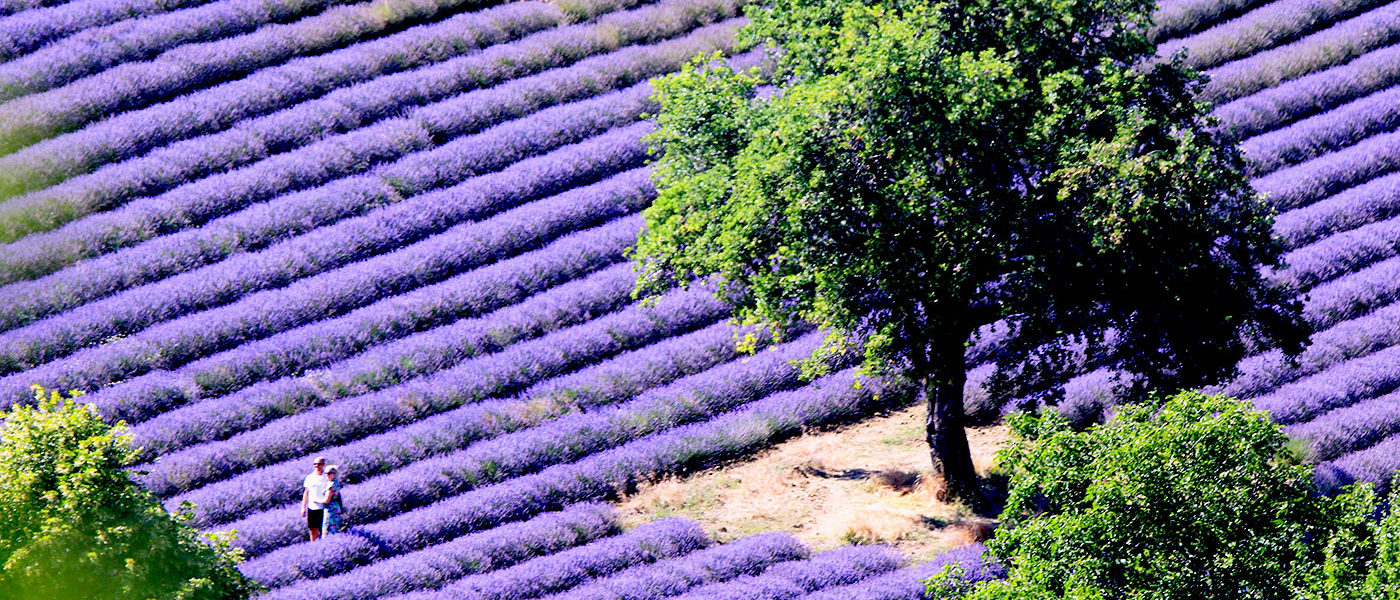 Mentions légales