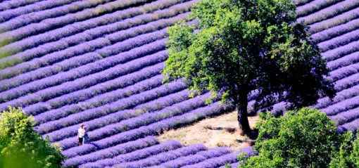 Carte postale colorée à Sault en Provence, capitale de la lavande