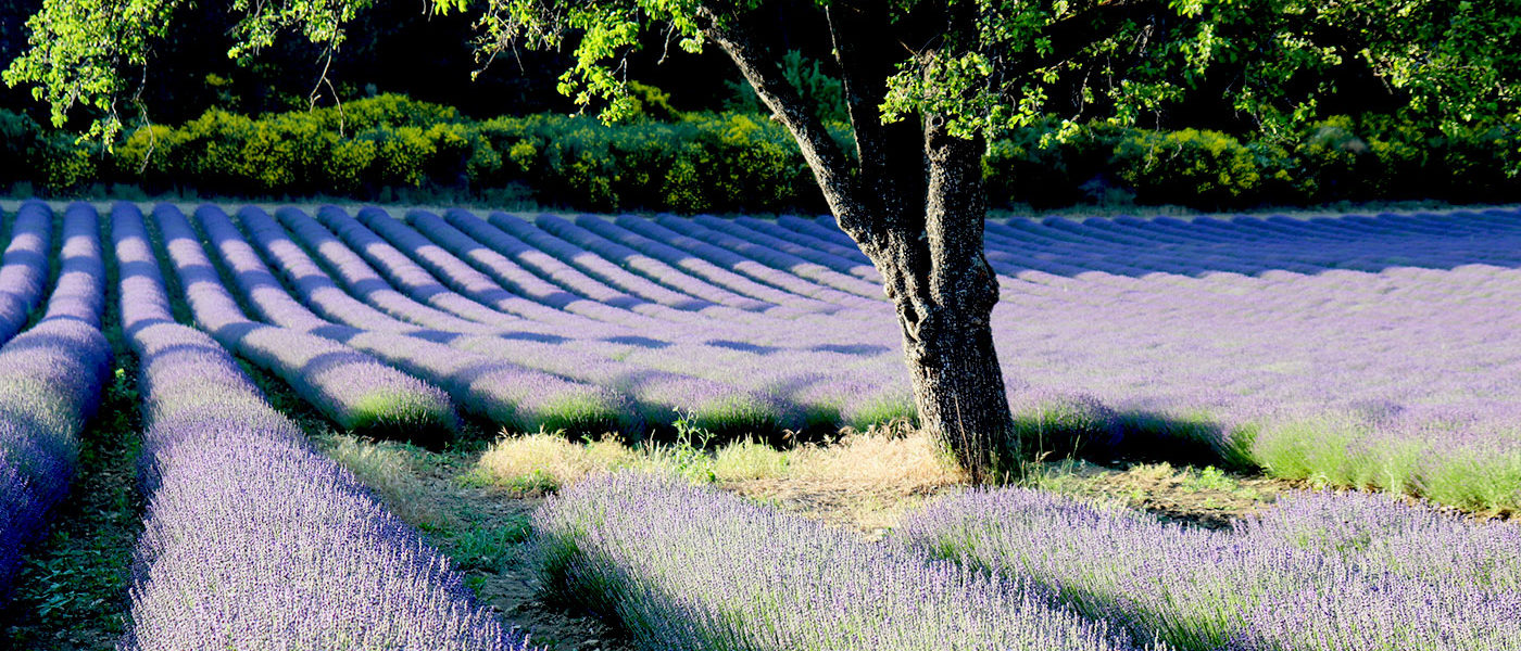 Lavandula angustifolia