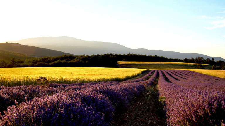 Lavande du Ventoux soleil couchant