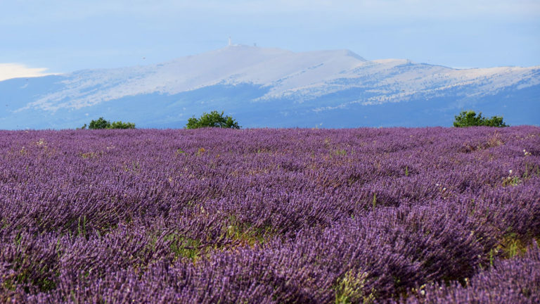 Pied du Ventoux