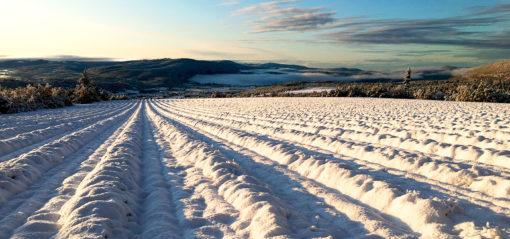 Lavande en hiver à Sault