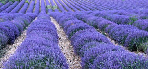 Culture de la lavande dans le vaucluse