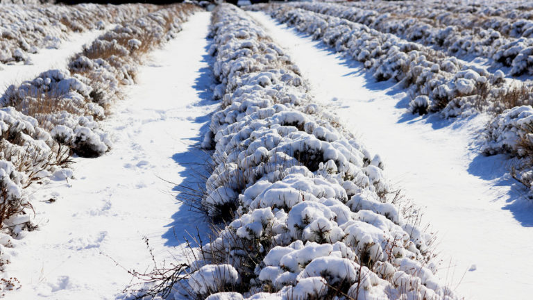 Culture de la lavande sous la neige