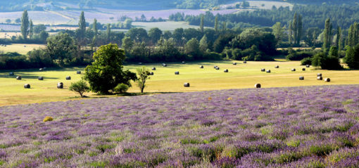 Plateau de Sault en Provence au pied du Ventoux