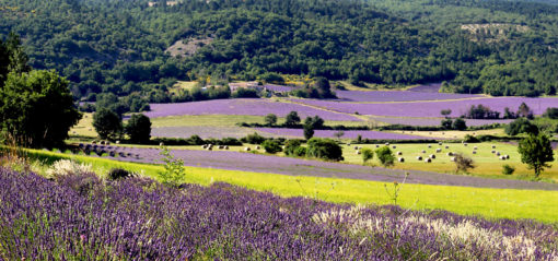 Lavande sur le plateau de Sault en Provence