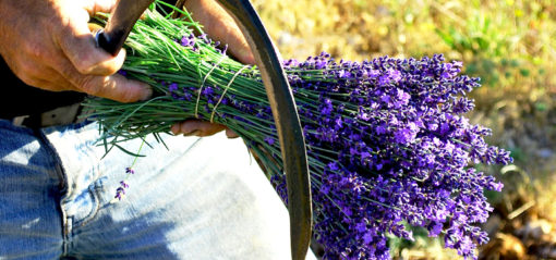 Coupe traditionnelle de la lavande