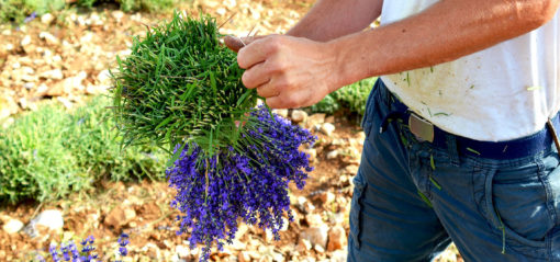 Lavande bleue en bouquets