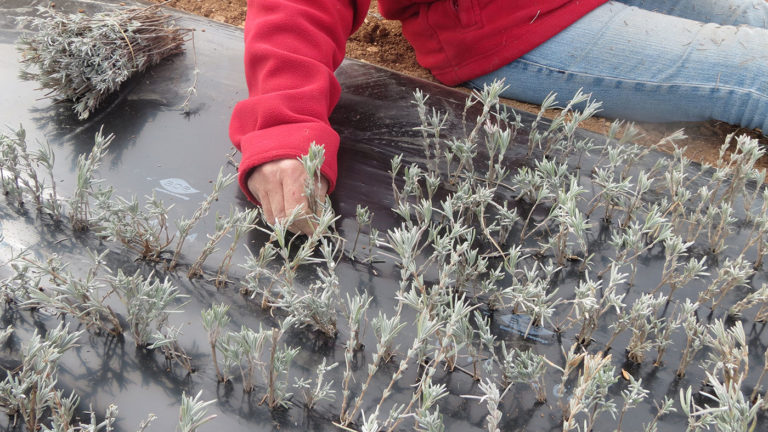 Bouturage du lavandin en hiver