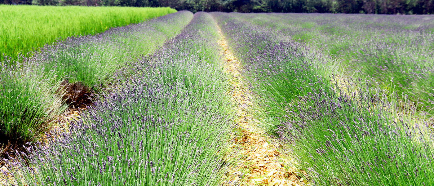 La lavande au printemps