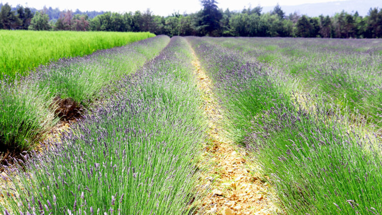 Champs de lavande avant l'été