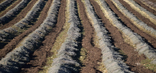 Compost sur sillon de lavande