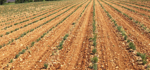 Jeunes sillons de lavande au printemps