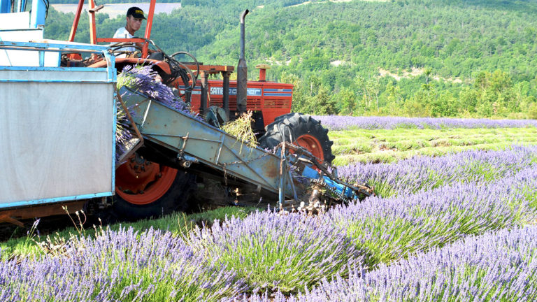 Lavandiculteur Sault en Provence