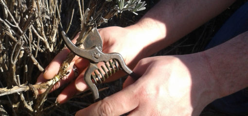 Prélèvement des boutures de lavandin