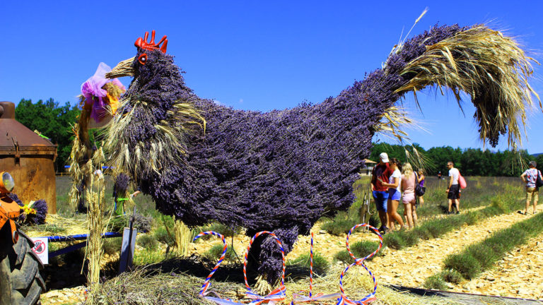 Coq provençal en lavande