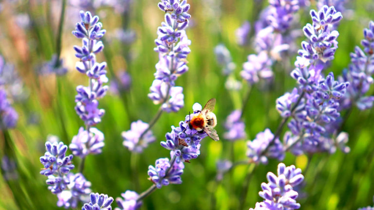 Les abeilles butinent le lavandin