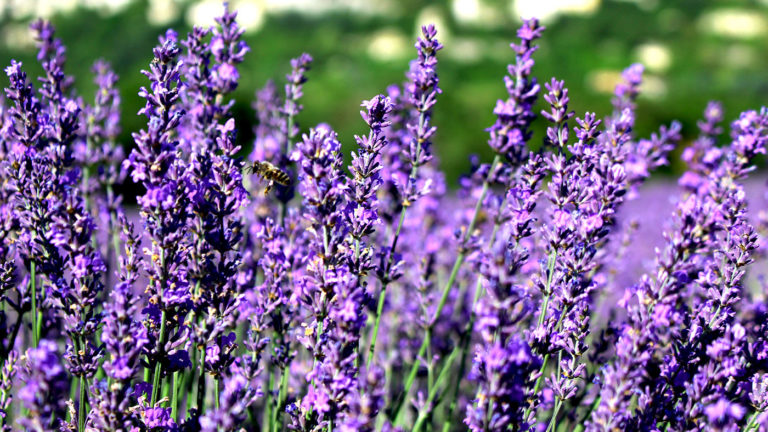 Culture du lavandin à sault en Provence