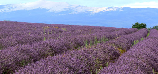 Champs de lavandin dans le Ventoux