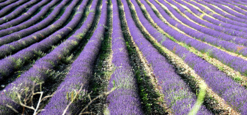 Champs de lavandin à Sault en Provence