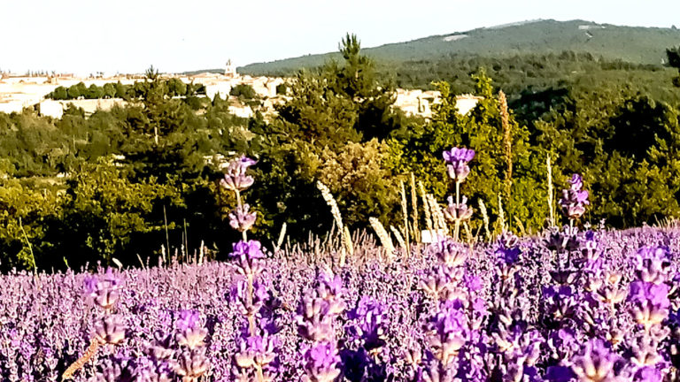 Lavandin plateau de Sault