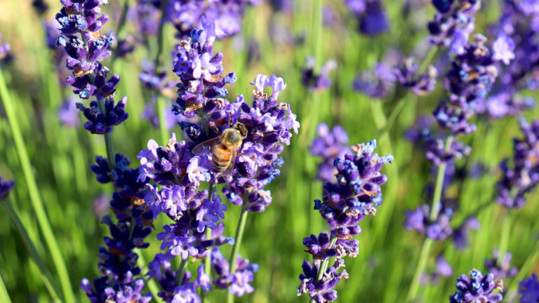 Fleur de lavande bleue