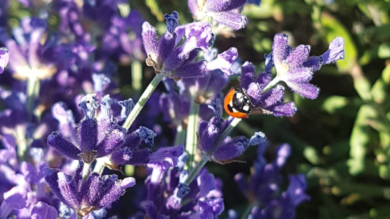 Lavande en fleur en provence