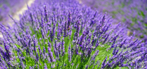 Floraison du lavandin Sault en Provence